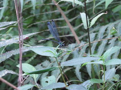 Psolodesmus mandarinus