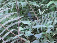 Psolodesmus mandarinus