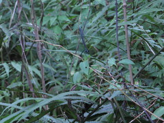 Psolodesmus mandarinus