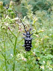 Anoplophora macularia