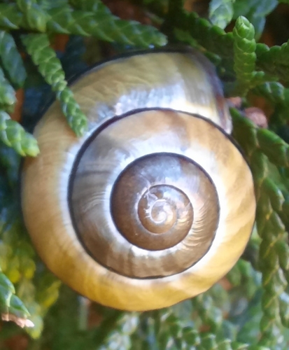 Brown-lipped Snail