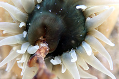 Isanemonia australis