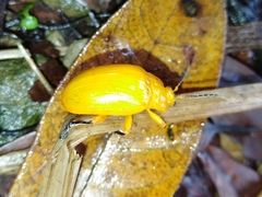 Podontia lutea