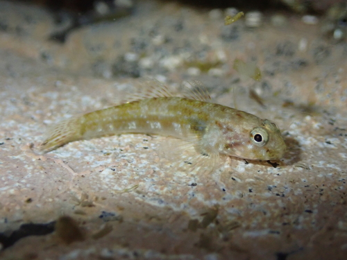 Bathygobius cocosensis observed 2026-10-03