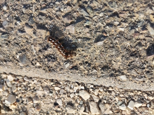 Knot Grass Moth