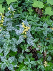 Lamium galeobdolon flavidum