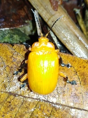Podontia lutea