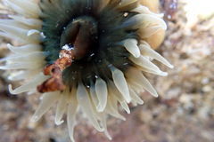 Isanemonia australis