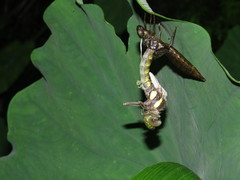 Polycanthagyna erythromelas