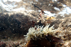 Isanemonia australis