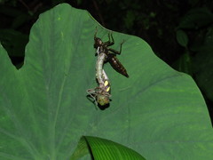 Polycanthagyna erythromelas