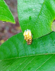 Podontia lutea