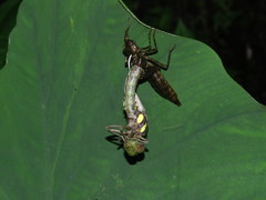 Polycanthagyna erythromelas