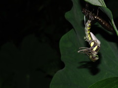 Polycanthagyna erythromelas