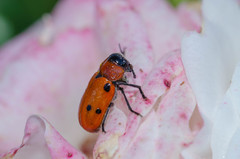 Tituboea sexmaculata