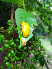 Podontia lutea