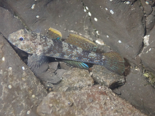 Bathygobius fuscus observed 2026-10-03