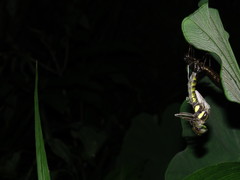 Polycanthagyna erythromelas