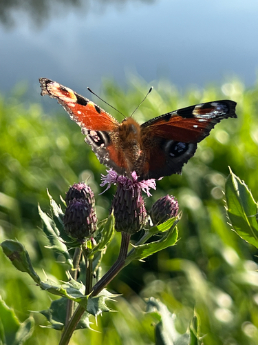 European Peacock Butterfly