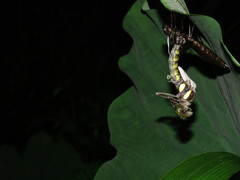 Polycanthagyna erythromelas