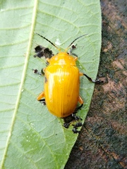 Podontia lutea