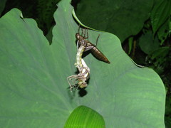 Polycanthagyna erythromelas