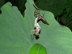 Polycanthagyna erythromelas