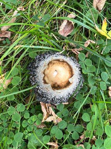 Shaggy Mane