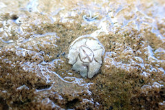 Chthamalus antennatus