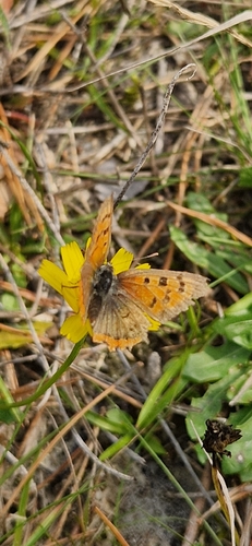 Small Copper