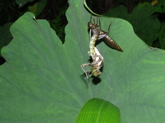 Polycanthagyna erythromelas