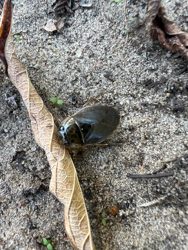 Eurasian Saucer Bug