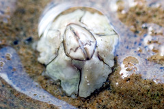 Chthamalus antennatus