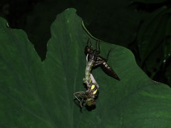 Polycanthagyna erythromelas