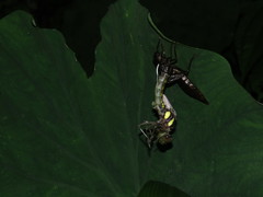 Polycanthagyna erythromelas