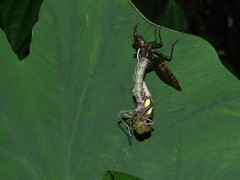 Polycanthagyna erythromelas