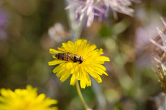 Episyrphus balteatus