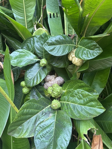 Morinda citrifolia observed 2026-09-25