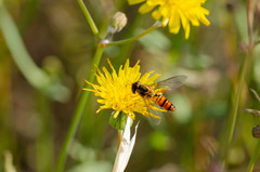 Episyrphus balteatus