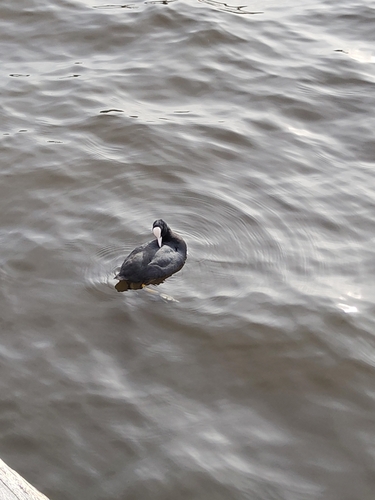 Eurasian Coot