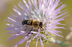 Apis mellifera