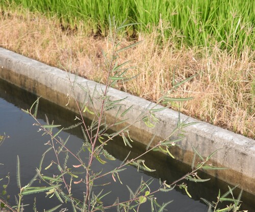 Aeschynomene indica observed 2026-10-03