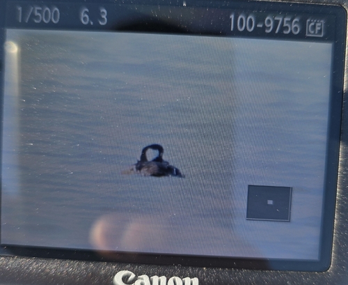 Hooded Merganser
