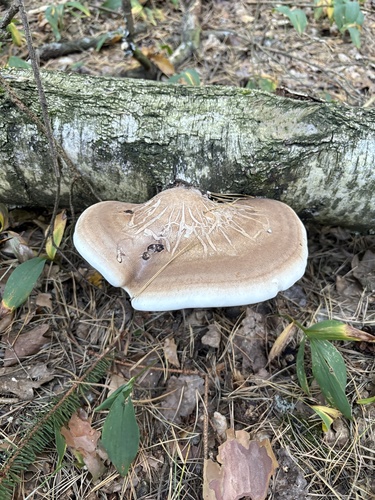 birch polypore