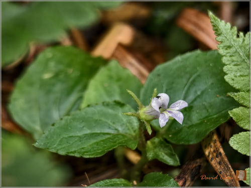 Lobelia zeylanica observed 2026-10-03