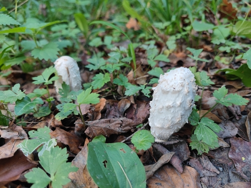 Shaggy Mane