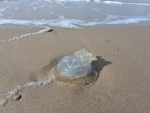 Dustbin-lid Jelly