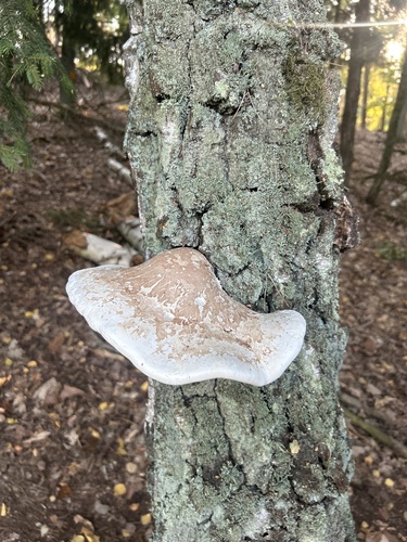 birch polypore