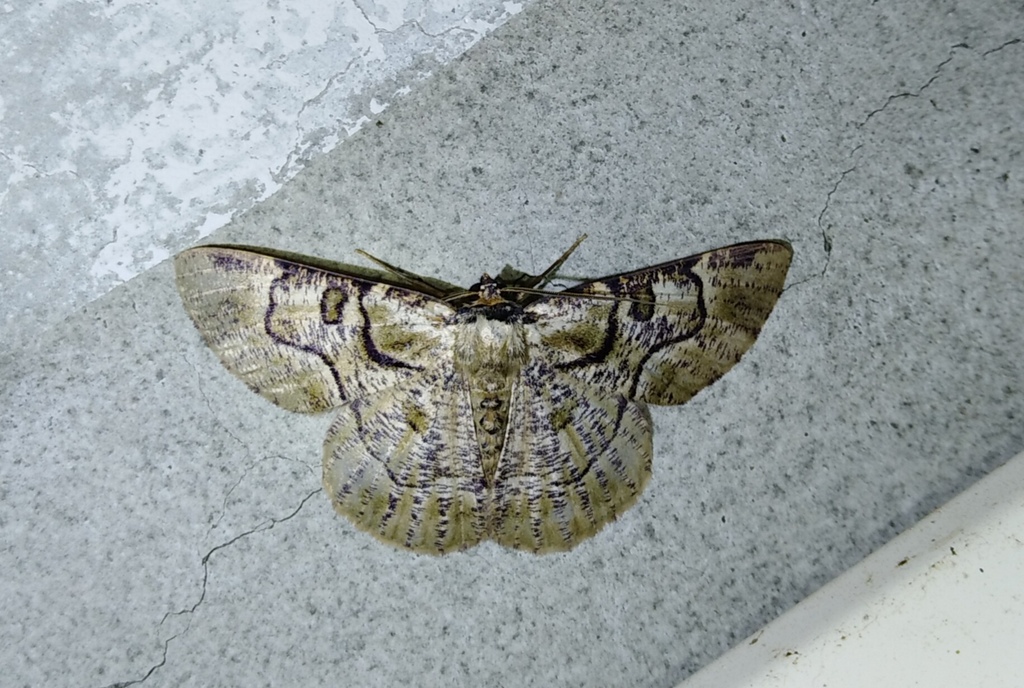 Metallolophia arenaria
