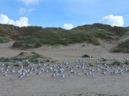 European Herring Gull